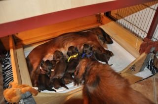 Jamniki d�ugow�ose